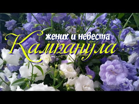 Видео: Кампанула.Жених и невеста.Уход, содержание.размножение.