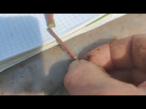 Видео: Черенкование голубики, 2-часть. Секреты и правила.