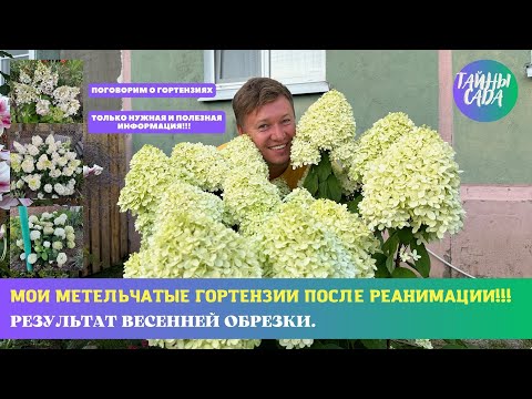 Видео: Я ВАС НЕ ОБМАНУЛ. МОИ МЕТЕЛЬЧАТЫЕ ГОРТЕНЗИИ ПОСЛЕ РЕАНИМАЦИИ. РЕЗУЛЬТАТ ВЕСЕННЕЙ ОБРЕЗКИ + ЦВЕТЕНИЕ.