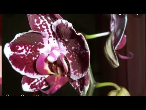 Видео: 31.03.22.ОРХИДЕЯ Перлион с работы.. пересадка.