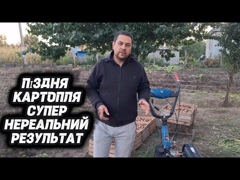 Видео: 😲 Нереальний врожай картоплі 2025! Суперкопалка + ґрунтозачіпи в ділі 🚜🥔