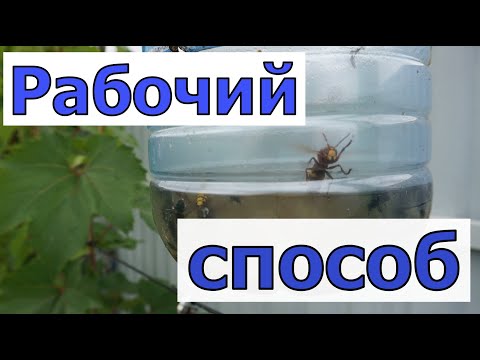 Видео: Виноград .Опять осы и шершни.  Практичная ловушка для ловли осы.