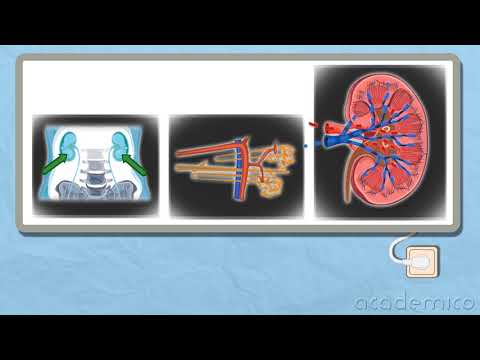 Видео: Устройство и функции на отделителната система - Човекът и природата 5 клас | academico