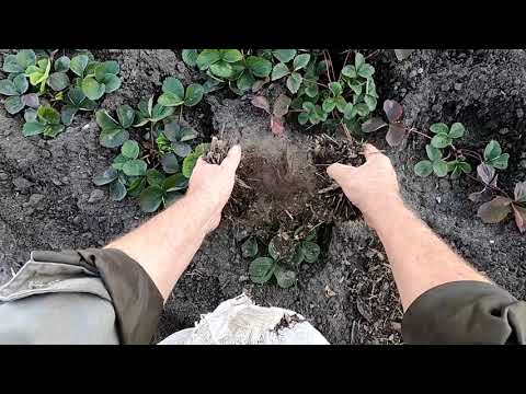 Видео: Подготовка клубники к зиме