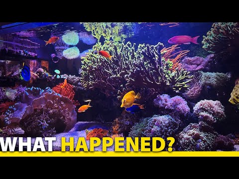 Видео: Обновление рифового аквариума с макроводорослями 135 г и 17 г!!