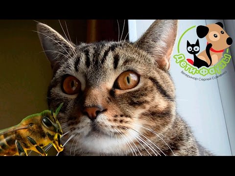 Видео: Дексаметазон в ампулах. Как и когда применять для собак?