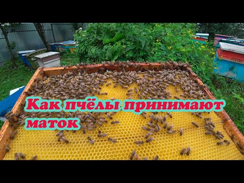 Видео: КАК ПРИНЯЛИ ПЧЁЛЫ МАТОК В ПЧЕЛОСЕМЬЮ И ОТВОДКИ