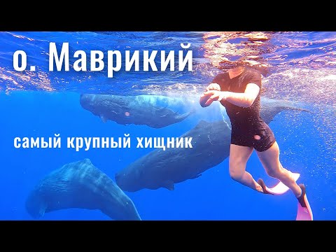 Видео: Отдых на Маврикий: киты, пляжи и океан. Цены. Остров Маврикий. (1 серия)