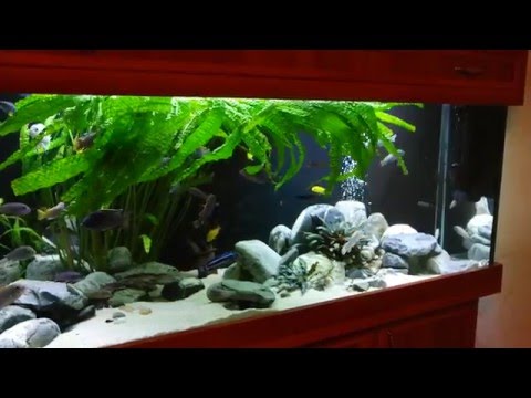 Видео: Система фильтрации в моем аквариуме. Малавийские цихлиды 540л.