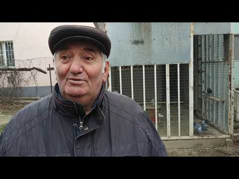 Видео: Спортивные голуби / Sport pigeons. В гостях у Геннадия Амбарцумовича! Телефон +7 (905) 442 74 41