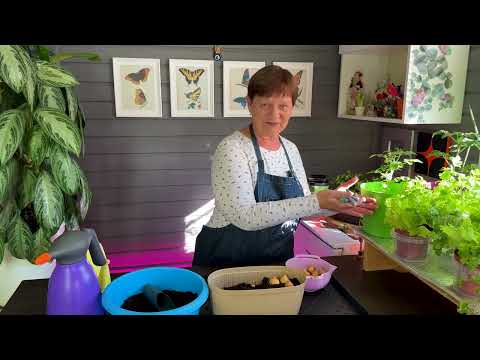 Видео: Домашний огород. Правильно подкармливаем и что сажаем.