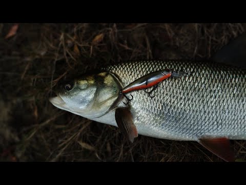 Видео: Спіймав 2 кілограмового жереха!!! на Десні.Чи варто іти на Десну?