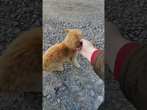Видео: Рыжий #кот 🐈 который #любит #людей