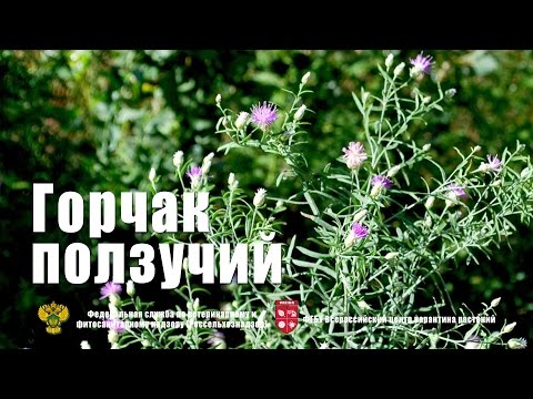 Видео: Горчак ползучий