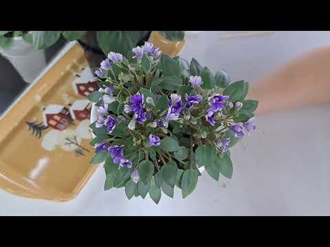 Видео: Формирование трейлерных фиалок. Как я это вижу и делаю.