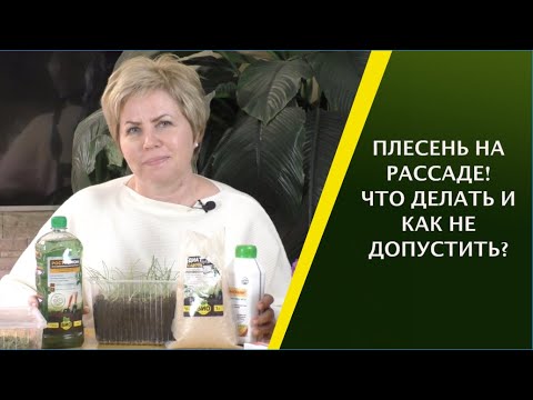 Видео: ИЗБАВЛЯЕМСЯ ОТ ПЛЕСЕНИ НА РАССАДЕ! ПРОФИЛАКТИКА И ЛЕЧЕНИЕ!