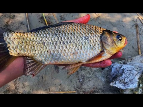 Видео: Кілограмові Карасі ⁉️ Не можу Витягнуть😱Рибалка‼️