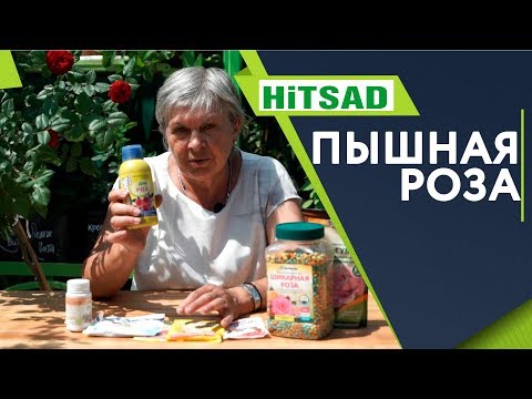 Видео: РОЗА ПЫШНО ЦВЕТЕТ 🌹 Чем Подкормить Розу 🌹 Советы От Хитсад ТВ дачные советы