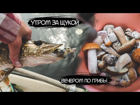 Видео: Утром за щукой, вечером по грибы. Много белых в сухом лесу. Сбор грибов.