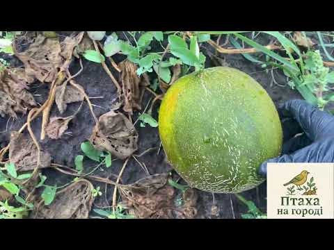 Видео: Дари природи 🍉 без праці ніяк!