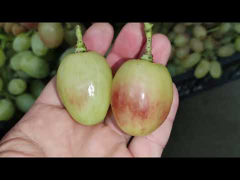 Видео: ПОСЛЕДНИЕ КРАСКИ ОСЕНИ!!!🍇🍇🍇 Telegram, WhatsApp и Vlber +79528500417. ТЕЛ.+79054033245.