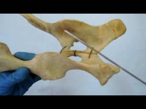 Видео: Видеозанятие 12 «Строение и видовые особенности костей таза и бедренной кости»