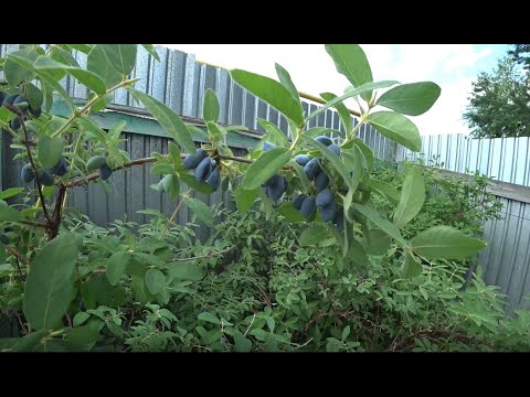 Видео: Два способа защиты ягод от птиц