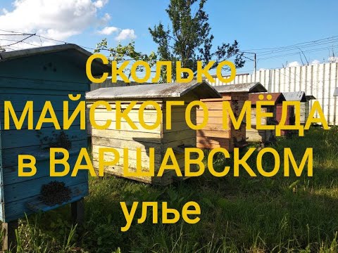 Видео: Сколько майского меда в Варшавском улье. Пчеловодство 38