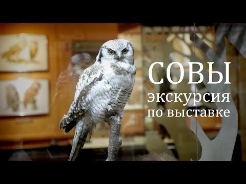 Видео: Экскурсия по выставке «Совы». Наталья Носова