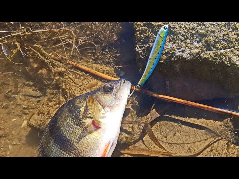 Видео: Ловля крупного ОКУНЯ на ВИБЫ весной