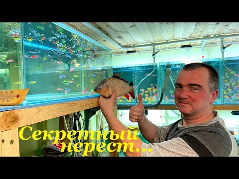 Видео: ПОДРОБНО о секретах разведения ДАНИО ГЛОФИШ / Spawning aquarium fish