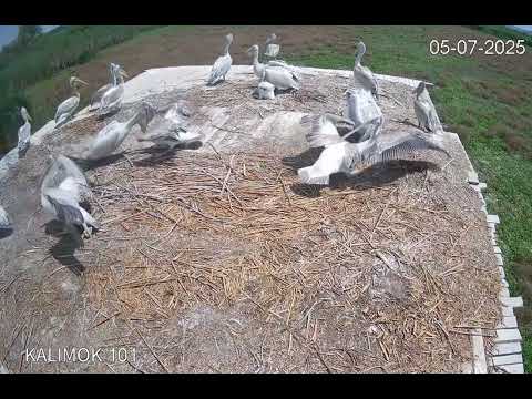 Видео: Mладите къдроглави пеликани от гнездовата колония в Защитена местност „Калимок-Бръшлен“
