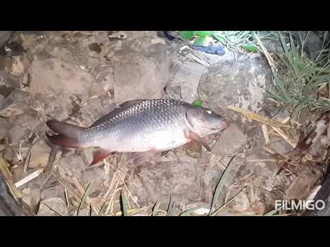 Видео: Рыбалка плотина белый дом,ловля карпа.