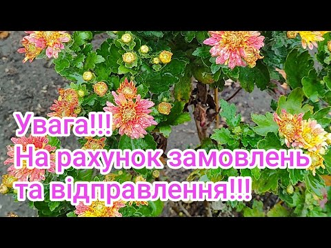 Видео: Замовлення та відправки !!! 🌼🌸🌼06.10.2025