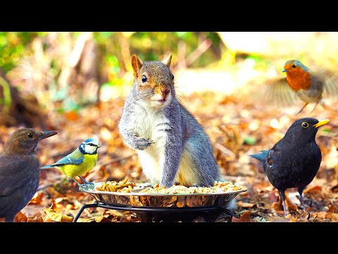 Видео: Видео для котов 😸 Птицы едят, а белки прыгают вокруг 🐿 Птицы для кошек 4K HDR
