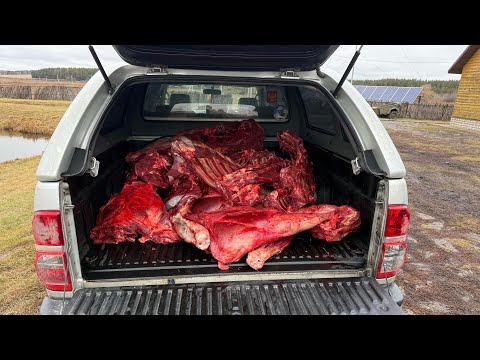 Видео: Загонная охота 2025