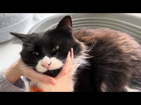 Видео: Истории брошенных котиков из котокафе