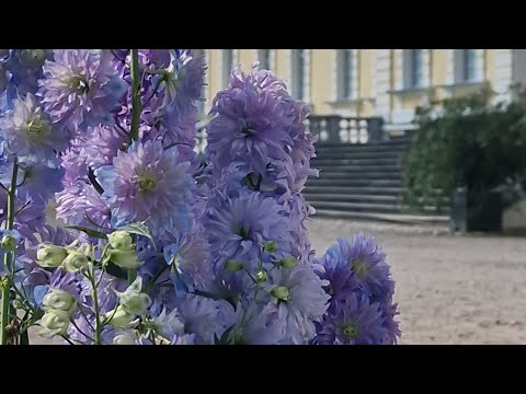 Видео: Рундальский замок — как кусочек Италии, приплывший в Латвию | Романтика барокко и рококо la