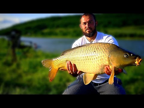 Видео: ШАРАНИТЕ ПОДИВЯХА. РИБОЛОВ на КАЛНА КОРИЯ