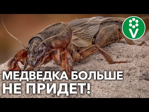 Видео: КАК ИЗБАВИТЬСЯ ОТ МЕДВЕДКИ НА УЧАСТКЕ? Разбираем доступные способы