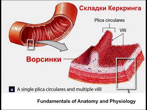 Видео: Физиология пищеварения кратко (для реаниматолога) Горячев А С