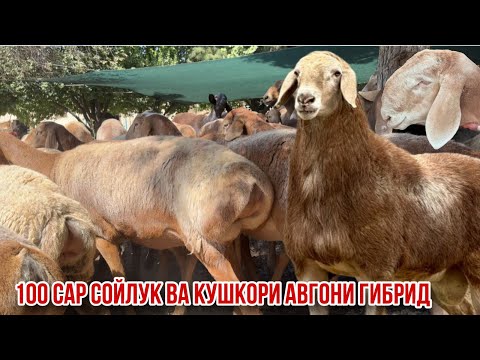 Видео: Авгони Ҳисори Мачинкие гибрид 100 сар гусфандҳои деҳкони элита 11 сентября 2025 г.