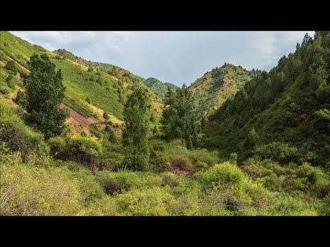 Видео: В Малиновое ущелье за малиной