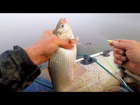 Видео: Ловим Язя на Кольцо, на Личинку "Черной Львинки" Тест Личинки Днём - Первая часть!