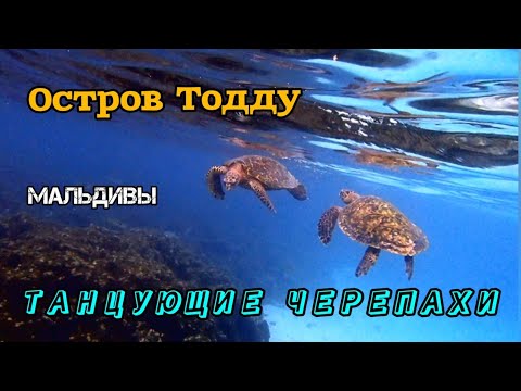 Видео: Танцующие черепахи острова Тодду: как же они прекрасны!