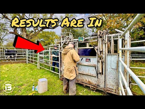 Видео: Беременные ли наши коровы? | Объясняем оценку упитанности крупного рогатого скота!