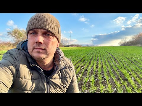 Видео: МИ НА ПОЛІ - БЕЗ ОБІДУ… Поросята перегризли провід 220вольт 