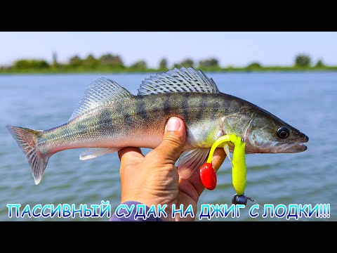 Видео: Пассивный судак на джиг с лодки! Искал и поймал его вредного!