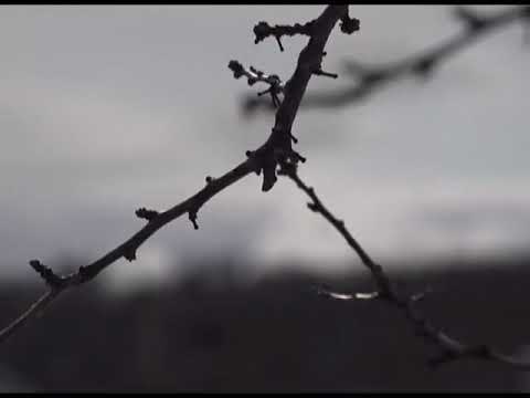 Видео: Зеленый сад фильм № 252 "Слива, яблоня. Хризантемы" от 07.04.2018г. г.Хабаровск (zeleniisad.ru)