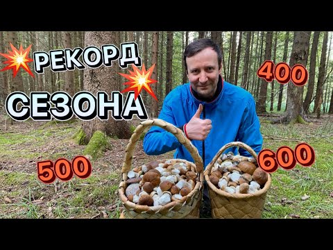 Видео: 💥САМОЕ ГРИБНОЕ МЕСТО ПО БЕЛЫМ !!💥Новый лес и по сто штук с одной поляны!💥💥Грибы 2024